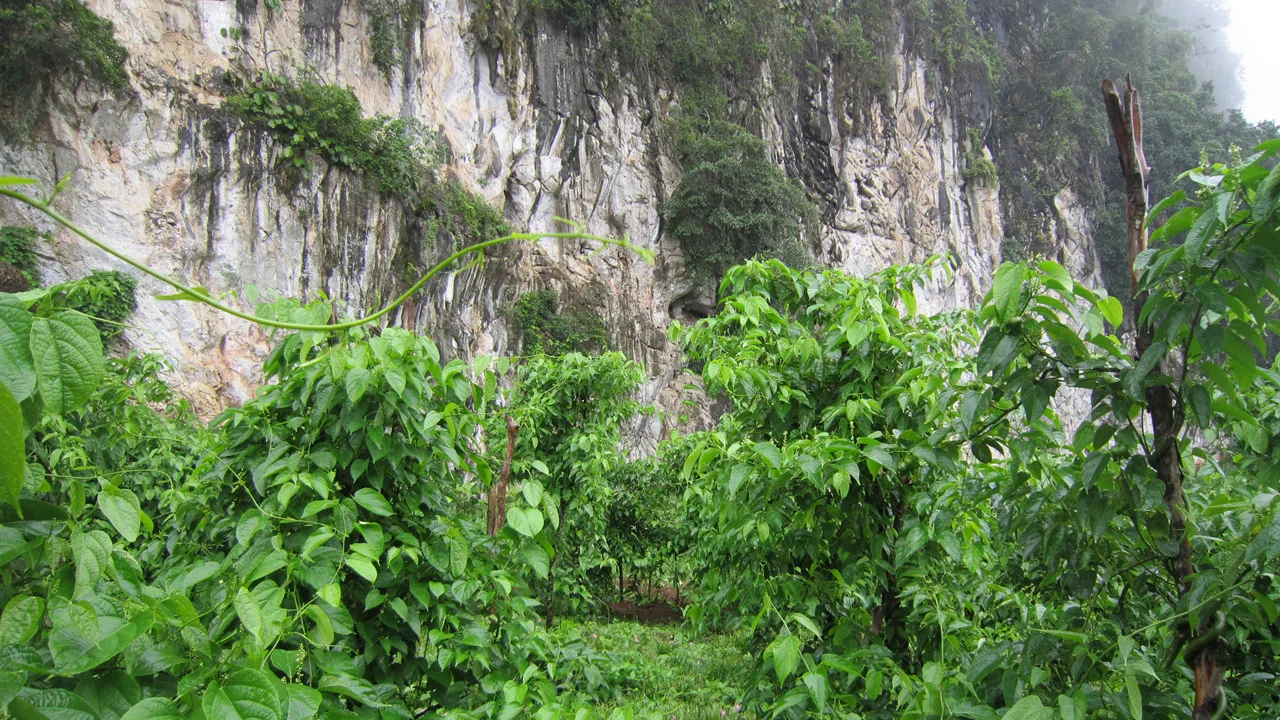 Sacha Inchi Plant