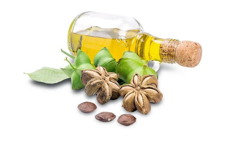 Sacha Inchi Oil Benefits